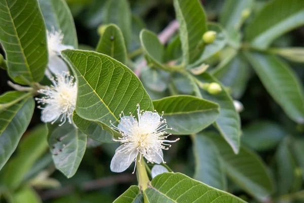 Beyaz Guava Çiçeği Çiçek Açan Guava Çiçeği Psidyum Guajava Beyaz — Stok fotoğraf