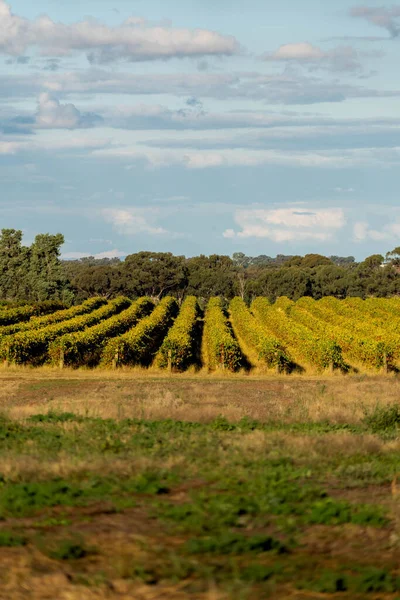 Una Toma Vertical Grandes Campos Viñedos Contra Cielo Azul Nublado — Foto de Stock