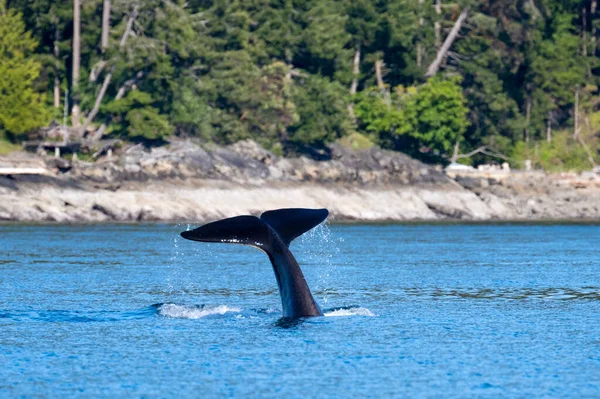 Ein Flüchtiger Orca Wal Ozean Der Golfinseln Vancouver British Columbia — Stockfoto