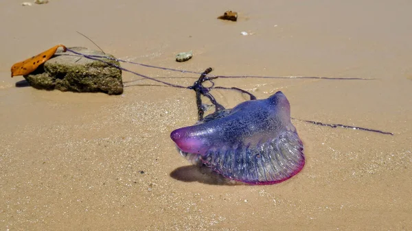 Close Homem Português Guerra Physalia Physalis Uma Praia Areia — Fotografia de Stock