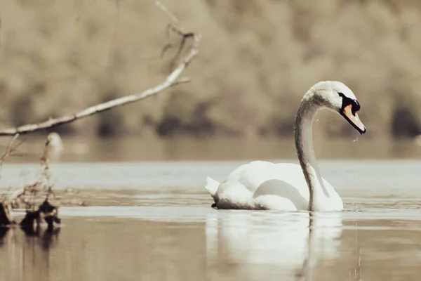 Vintage Style Image Swan Lake — Foto Stock