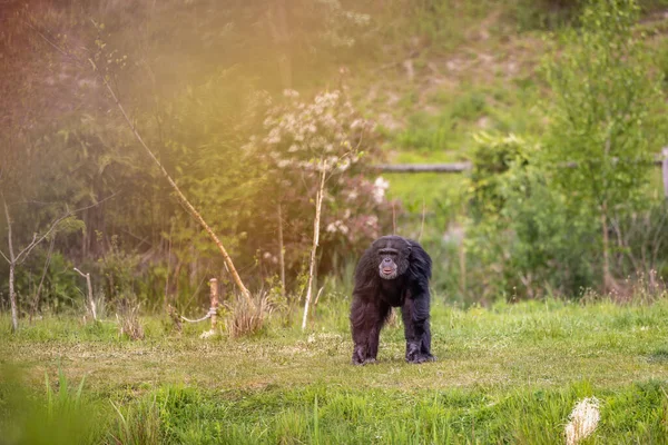 Вид Красивого Шимпанзе Поле Солнечный День — стоковое фото
