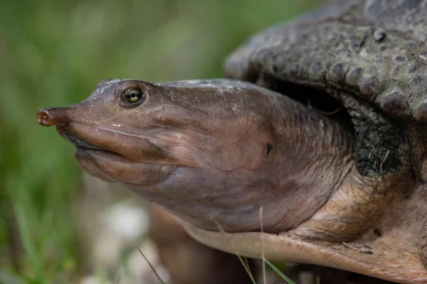 Bulanık arka planda Florida kaplumbağasının yakın plan fotoğrafı.