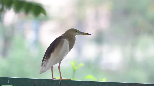 Closeup Indian Pond Heron Perched Fence — Stock Photo, Image