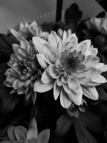 Gorgeous Vertical Black White Shot Chrysanthemum Single Headed Rosanna Flower —  Fotos de Stock