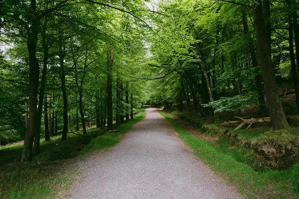 Long Pathway Surrounded Greens Forest — Stock Photo, Image