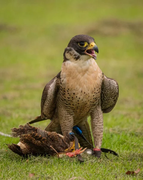 Eine Vertikale Nahaufnahme Eines Wanderfalken Falco Peregrinus Der Einen Kleinen — Stockfoto
