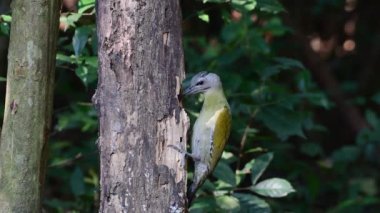 # Yeşil kuş # # Ağaçkakan kuşu # # Yerde ve ölü ağaçta besleniyor #