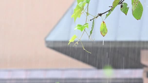 Chuva Forte Derramando Sobre Folhas Verdes Frescas Uma Árvore — Vídeo de Stock