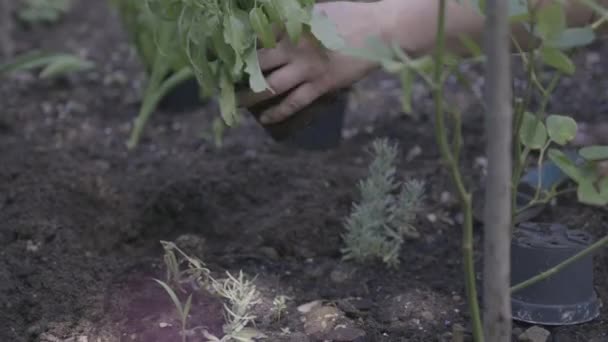 Uma Mulher Transplantando Uma Planta Com Flores Para Jardim — Vídeo de Stock