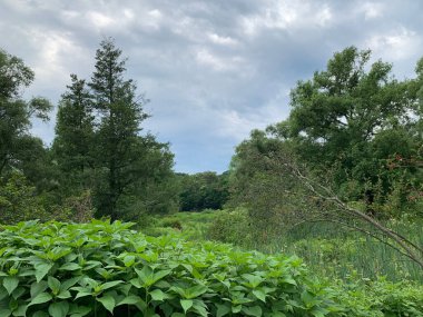 Bulutlu bir günde, ormandaki çam ağaçlarının arka planındaki Ningpo bitkileri