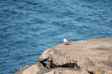 Common tern, Sterna hirundo, a seabird, on a rock next to the sea. Blue background, copy space with place for text.