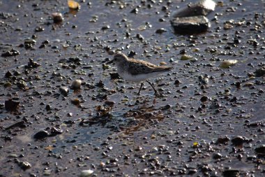 Güneşin altında ıslak bir zemine tünemiş küçük sevimli bir kumkuşu.
