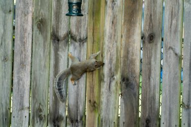 A closeup of a squirrel climbing up the wooden fence