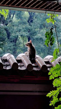 A vertical shot of a cute cat sitting on a roof of the house