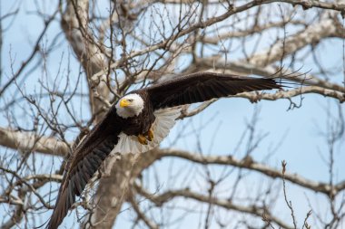 A low-angle shot of a bald eagle flying with his wings wide open against the blue sky