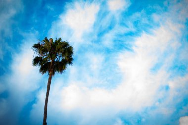 A bright blue sky with a single palm tree close up
