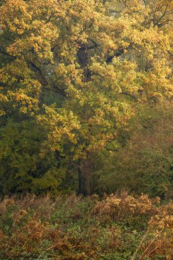 Gündüz vakti gür, gür bir orman.