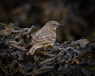 A close-up shot of a European rock pipit in the forest on a blurred background