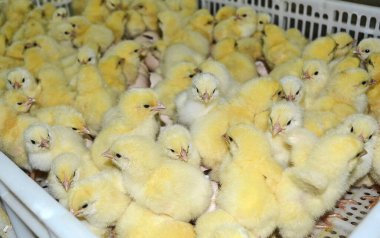 Kuluçka makinesinden çıkan şirin küçük tavuk.