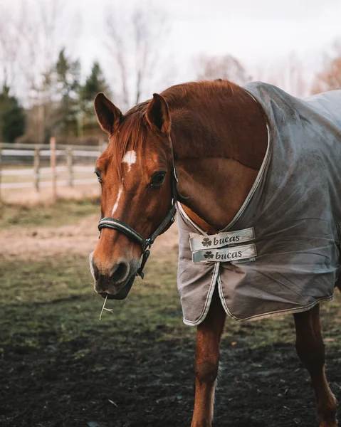 Selective Focus Shot Brown Horse Field — Stock Photo, Image