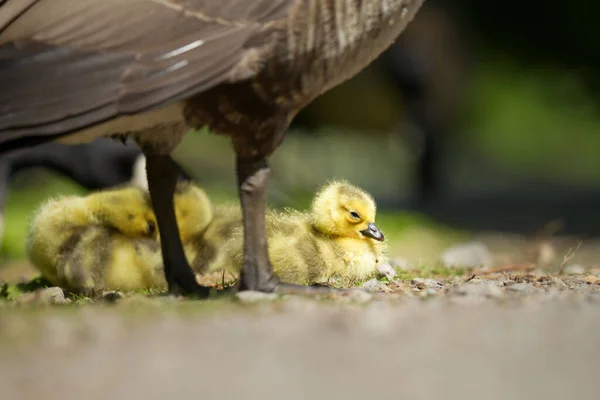 Selective Shot Small Yellow Goslings Next Mother Goose Rays Sun — Stock Photo, Image