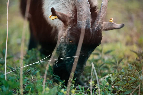 Closeup Shot Goat Horns Grazing Grass Field Blurred Background — Stockfoto