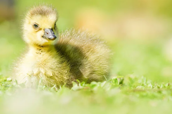 Portrait Cute Little Goose Sitting Green Grass Rays Sun — Stock Photo, Image