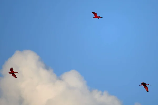 Beautiful Shot Scarlet Ibises Flight Blue Sky Background — Stockfoto