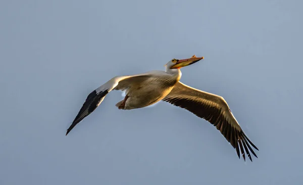 Närbild Den Amerikanska Vita Pelikan Pelecanus Erythrorhynchos Flyger Himlen — Stockfoto