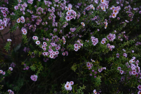 Lindas Flores Aster Crescendo Jardim Botânico Dia Ensolarado — Fotografia de Stock