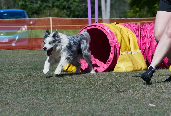Merle Border Collie Sprinting Trial Obstacle Course — Stock Photo, Image