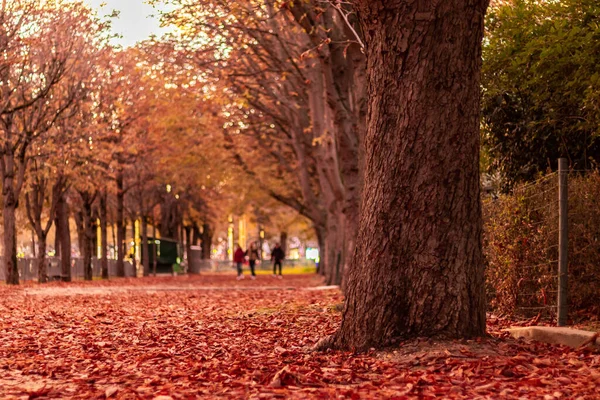 Selective Focus Shot Tree Trunk Surrounded Red Dried Leaves Park — Stock Photo, Image