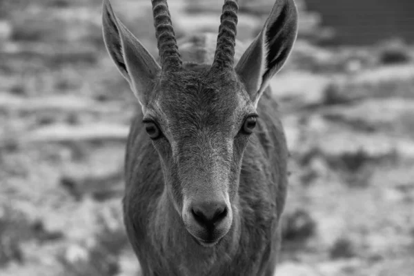 Grayscale Shot Baby Nubian Ibex Capra Nubiana Head — Stockfoto