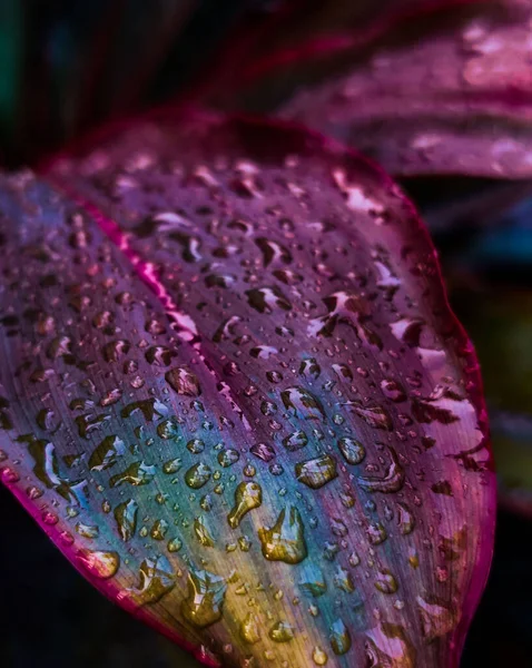 Vertical Closeup Dark Purple Leaves Water Drops — Stock Photo, Image