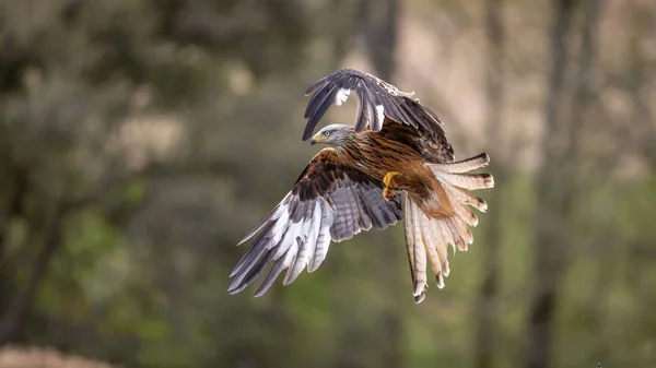 Closeup Red Kite Milvus Milvus Flying Background Forest Shallow Focus — Foto de Stock