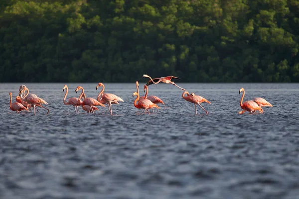 Beautiful Shot Flamboyance Pink Flamingos Wading Water Forest Background — Stock Photo, Image