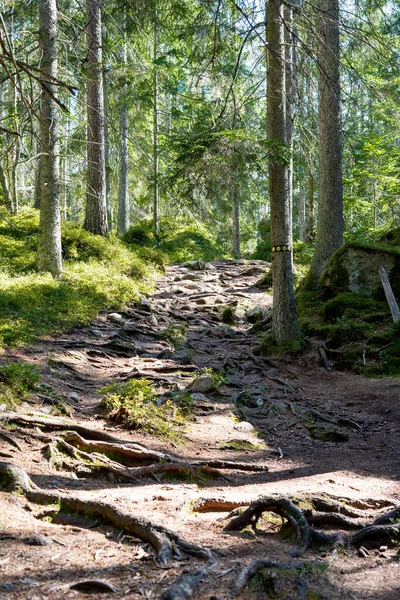 Exuberante Bosque Suecia Día Soleado —  Fotos de Stock
