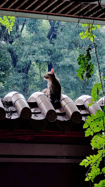 A vertical shot of a cute cat sitting on a roof of the house