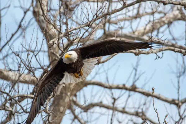A low-angle shot of a bald eagle flying with his wings wide open against the blue sky