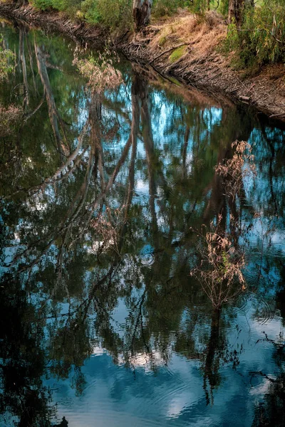 Вертикальное Изображение Отражения Деревьев Голубой Воде Озера — стоковое фото