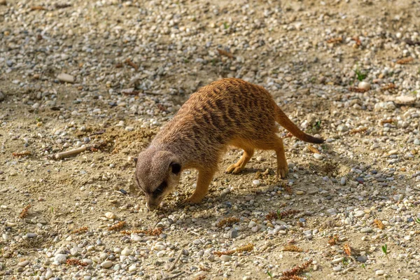 Meerkat Suricata Suricatta Zoológico Haia Áustria — Fotografia de Stock