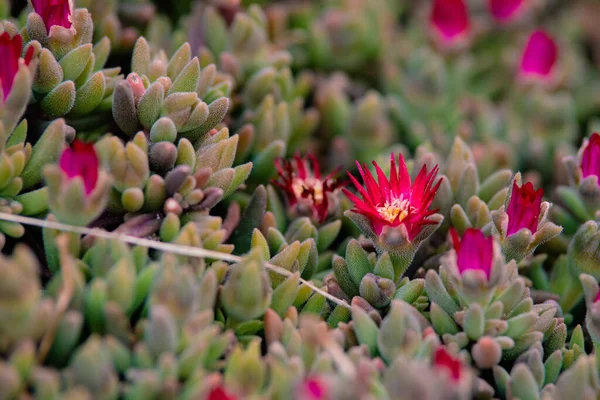 Scenic View Pink Delosperma Flowers Garden Blurred Background — Zdjęcie stockowe