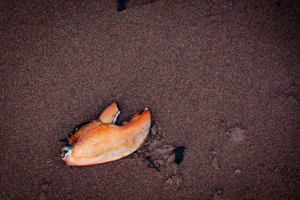 Top View Crab Claw Lying Sandy Beach — Fotografia de Stock