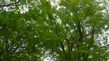 Yeşil dalları olan güzel bir ağacın alçak açılı görüntüsü.