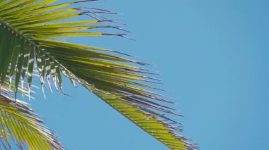 Hawaii, Maui 'deki Wai' anapanapa Eyalet Parkı 'ndaki palmiye ağaçlarının yakın görüntüsü.