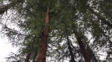 Sisli bir günde, arka planda dağlarla birlikte alçak bir çam ağacı açısı.