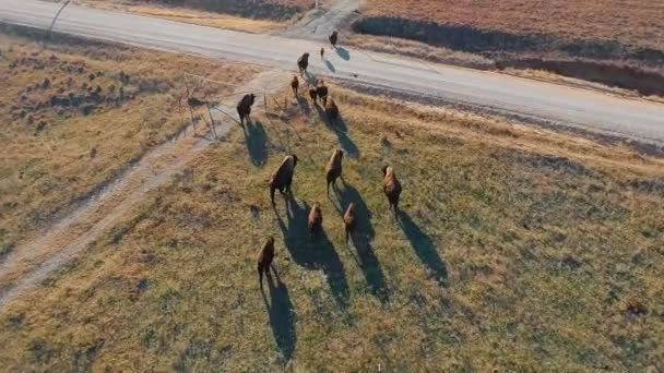 Εναέρια Λήψη Βίσονες Περπατούν Χωράφι Αγροτική Περιοχή Ηλιόλουστο Καιρό — Αρχείο Βίντεο