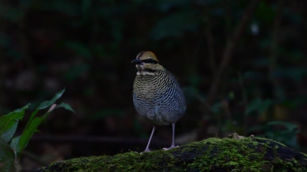 Blaue Pitta Auf Nahrungssuche Auf Einem Bemoosten Baumstamm — Stockvideo