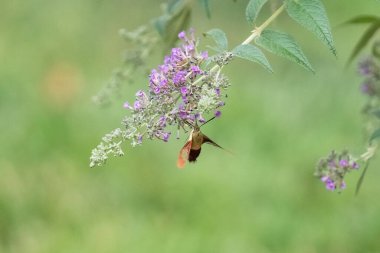 Çayırdaki mor çiçeklerden nektar yudumlayan bir arının seçici odak noktası.